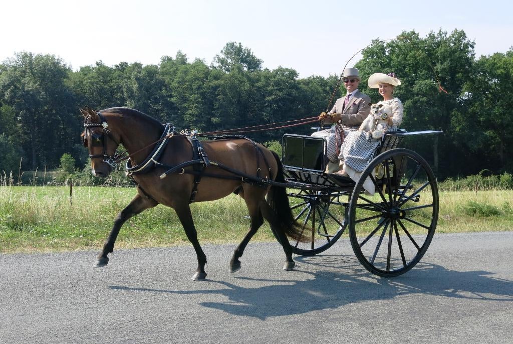 VERKOCHT: Authentieke koets, Spindle Back Gig uit Londen, Animaux & Accessoires, Voitures & Carrosses, Utilisé, Autres types, Cheval