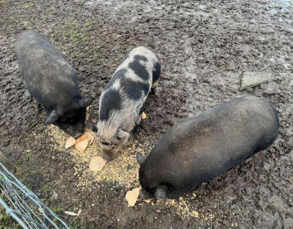 3 hangbuikvarkens, Dieren en Toebehoren, Schapen, Geiten en Varkens, Meerdere dieren, Varken, 6 jaar of ouder