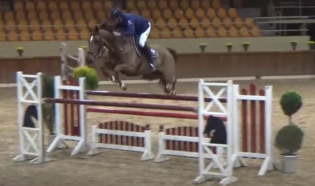 internationaal drachtige fokmerrie, Animaux & Accessoires, Chevaux, ZZ, 11 ans ou plus, 165 à 170 cm, Avec pedigree