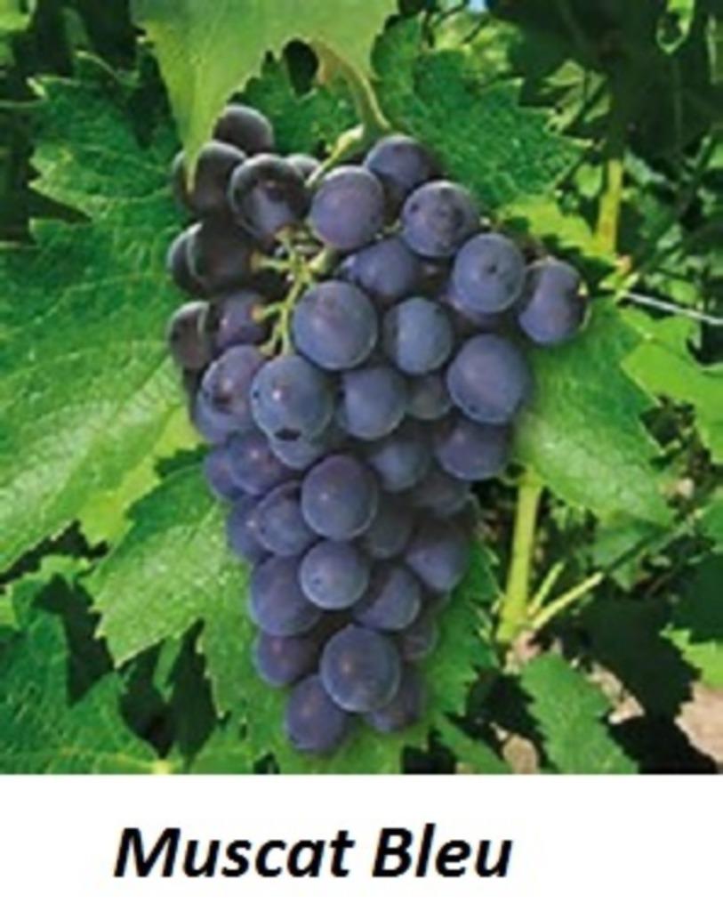 DRUIVELAARS oa "MUSCAT BLEU", in Pot, Maat 1 meter, 12€/stuk, Jardin & Terrasse, Enlèvement ou Envoi, Printemps, Plante fixe, Plantes fruitières