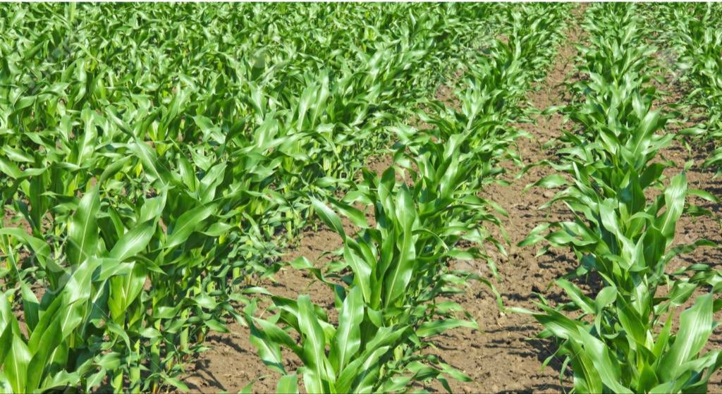 Gezocht: weides/akkerbouwgrond, Zakelijke goederen, Ophalen