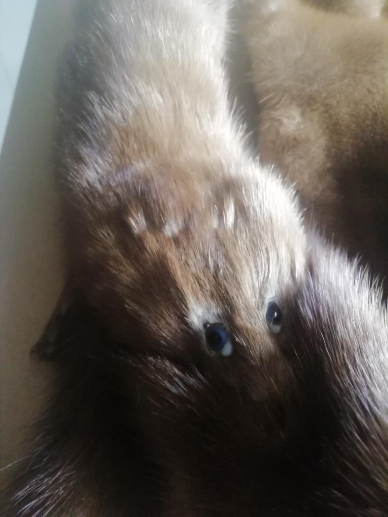 Écharpe + bonnet en vison, Vêtements | Femmes, Enlèvement ou Envoi, Porté, Bonnet