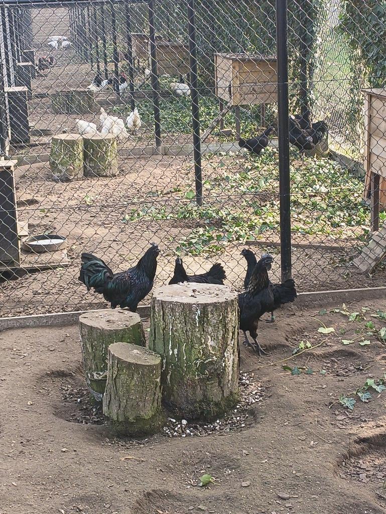 Ayam cemani koppels, Dieren en Toebehoren, Pluimvee