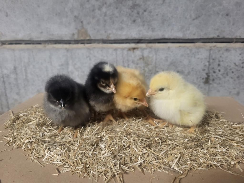 Paaskuikentjes, Dieren en Toebehoren, Pluimvee, Vrouwelijk, Kip