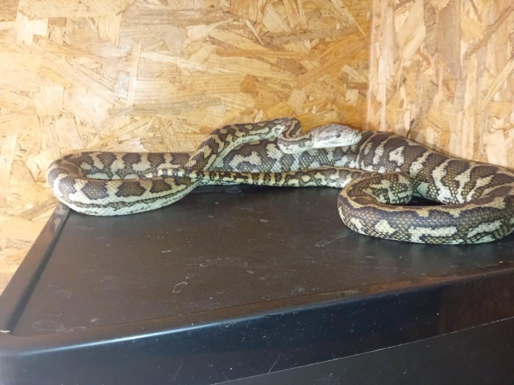0.1 morelia spilota het albino, Slang, 0 tot 2 jaar