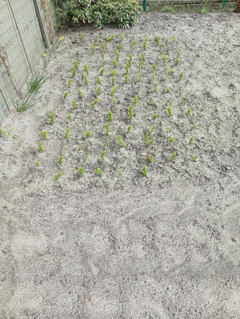 Japanse hulst, Tuin en Terras, Ophalen, Overige soorten, Haag, Minder dan 100 cm