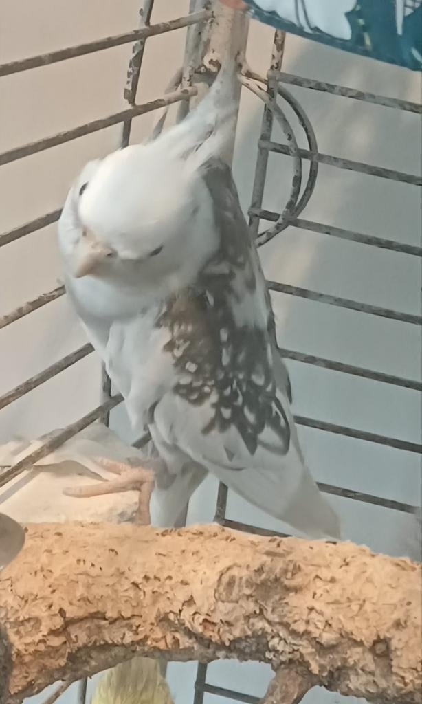 3 calopsittes, Domestique