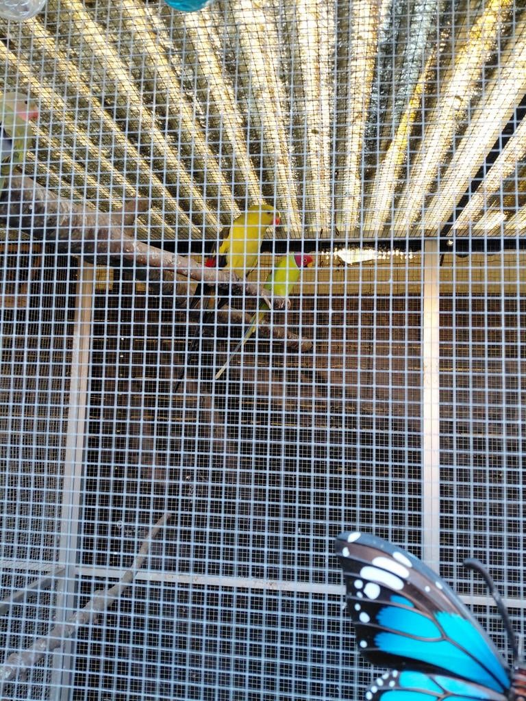 Pruimkop man, Dieren en Toebehoren, Vogels | Parkieten en Papegaaien