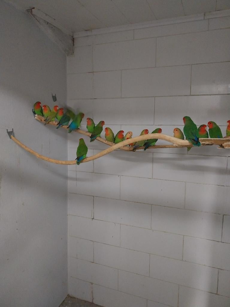 Roseicollis, Dieren en Toebehoren, Vogels | Parkieten en Papegaaien, Meerdere dieren, Dwergpapegaai of Agapornis