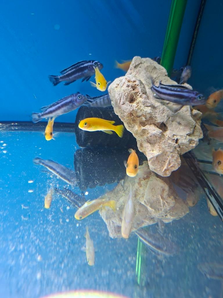 Pseudotropheus maingano 7 cm, Animaux & Accessoires