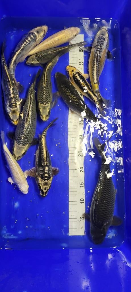 Koi pour bassins de 20 à 30 cm, Enlèvement