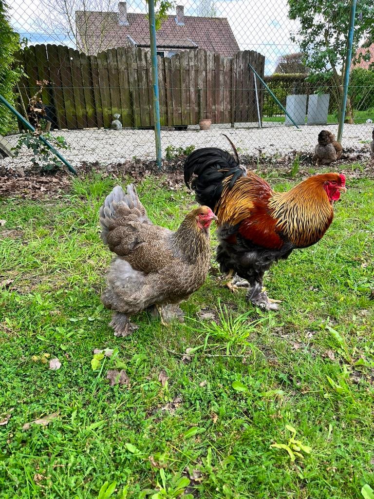 Toom brahma’s, Meerdere dieren, Kip