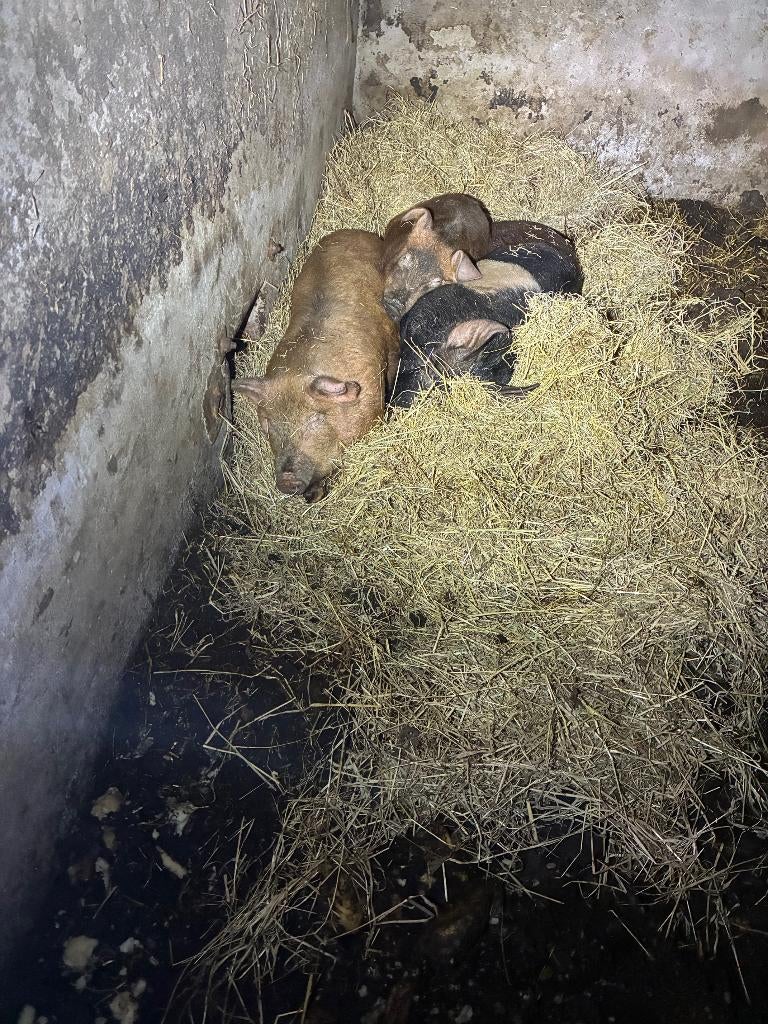 varkens, Dieren en Toebehoren, Schapen, Geiten en Varkens, Meerdere dieren, Varken, 0 tot 2 jaar