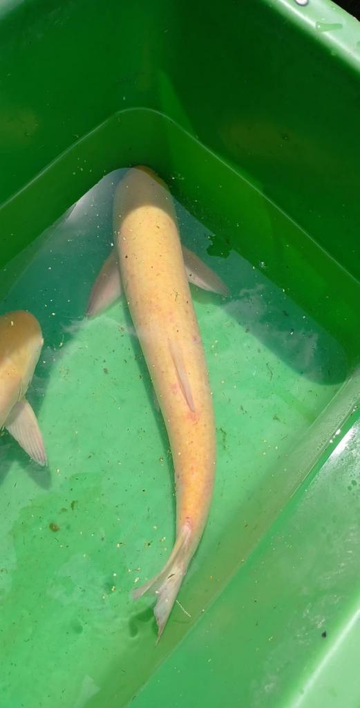 Albino gras +-60cm, Dieren en Toebehoren, Vissen | Vijvervissen