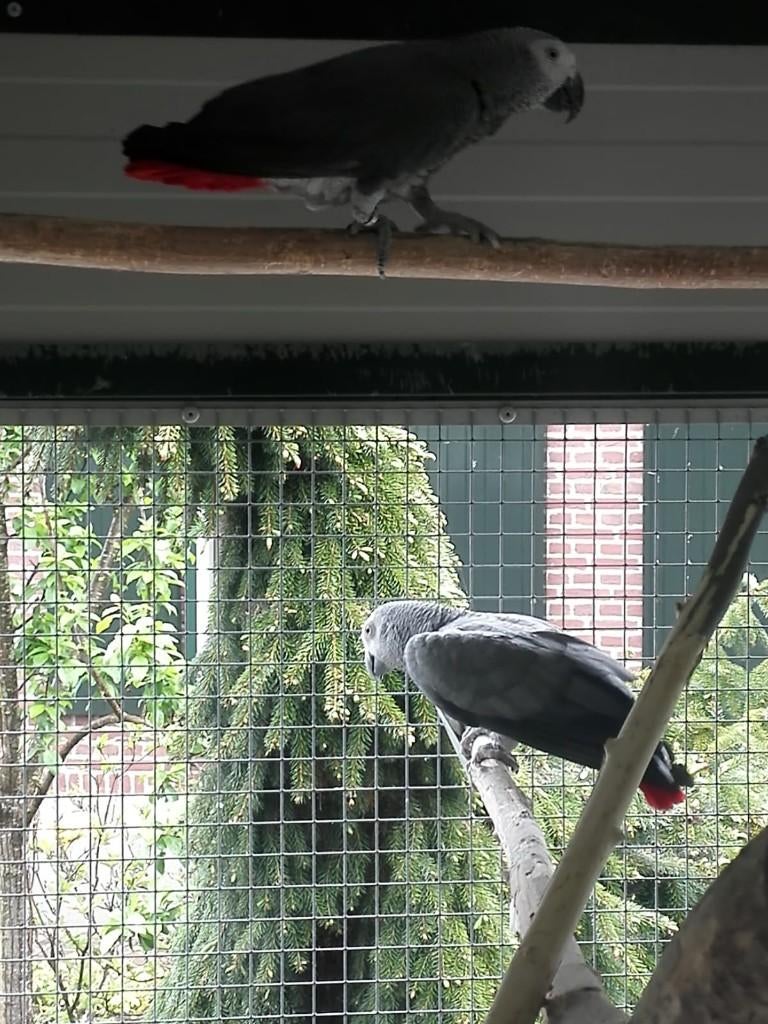 Kweekman Grijze roodstaart-papegaai., Dieren en Toebehoren, Vogels | Parkieten en Papegaaien, Papegaai, Mannelijk