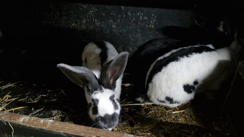 Groot lotharinger, Dieren en Toebehoren, Konijnen, Groot