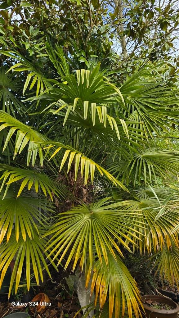 Jonge palmboompjes Trachycarpus Winsan x Fortunei, Tuin en Terras, Ophalen of Verzenden, Zomer