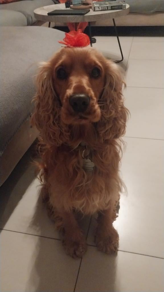 Hondenopvang, Dieren en Toebehoren, Ophalen of Verzenden