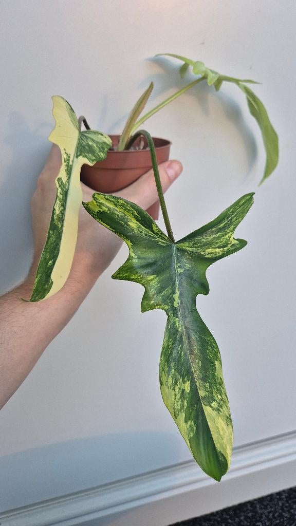 Philodendron Florida Beauty Mayoi Variegated, Huis en Inrichting, Kamerplanten, Ophalen of Verzenden