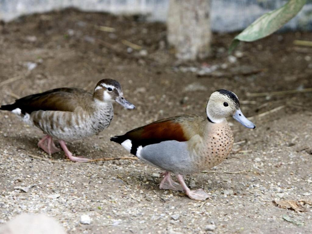 Ringtaling of roodschouder talings, Plusieurs animaux, Canard