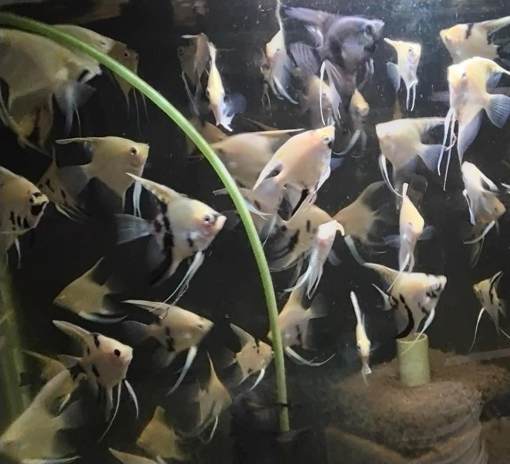 Maanvissen, Vis, Zoetwatervis, Schoolvis