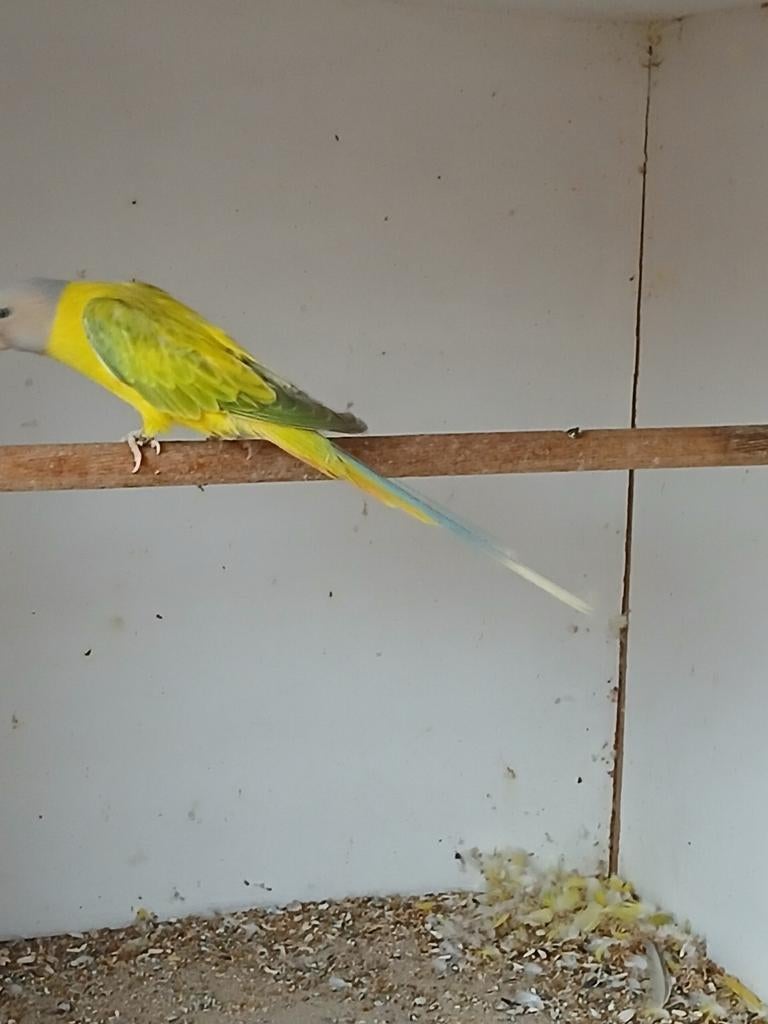 Pruimkop 2025 of ouder, Dieren en Toebehoren