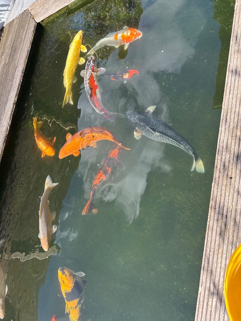 Israëlische& Japanse koi, Karper of Koi