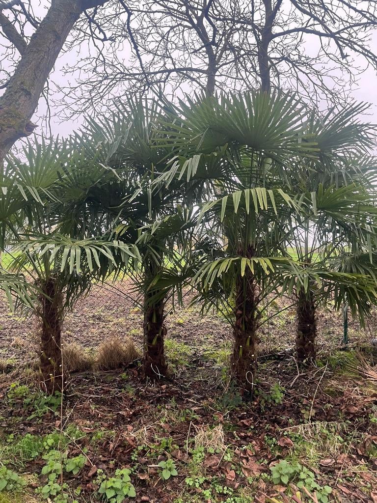 Trachycarpus fortunei palmboom palmbomen, Tuin en Terras, Ophalen, Vaste plant, Overige soorten