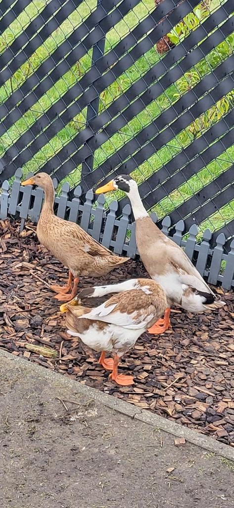 Broedeieren Indische loopeenden