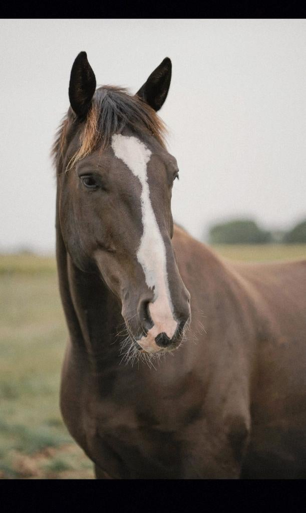 Verzorgpaard aangeboden, Animaux & Accessoires, Chevaux, Hongre
