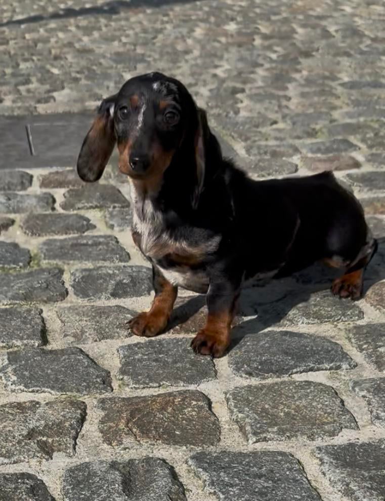 Teckel puppy teefje standaard, Dieren en Toebehoren, België, Standaard, 8 tot 15 weken, Korthaar