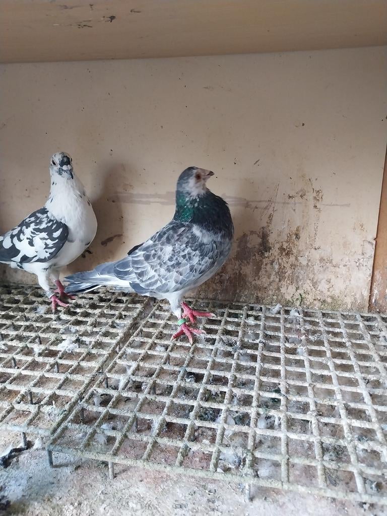 Mooie koppel postduiven(15€ per stuk)