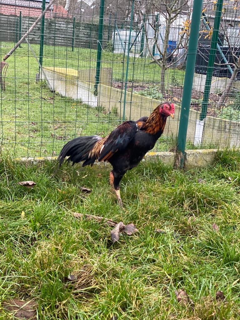 Broedeieren hint shamo, Dieren en Toebehoren, Pluimvee, Geslacht onbekend, Kip