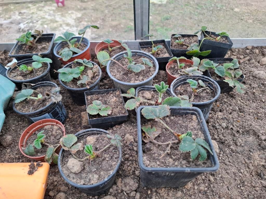 Aardbei planten, Tuin en Terras, Ophalen