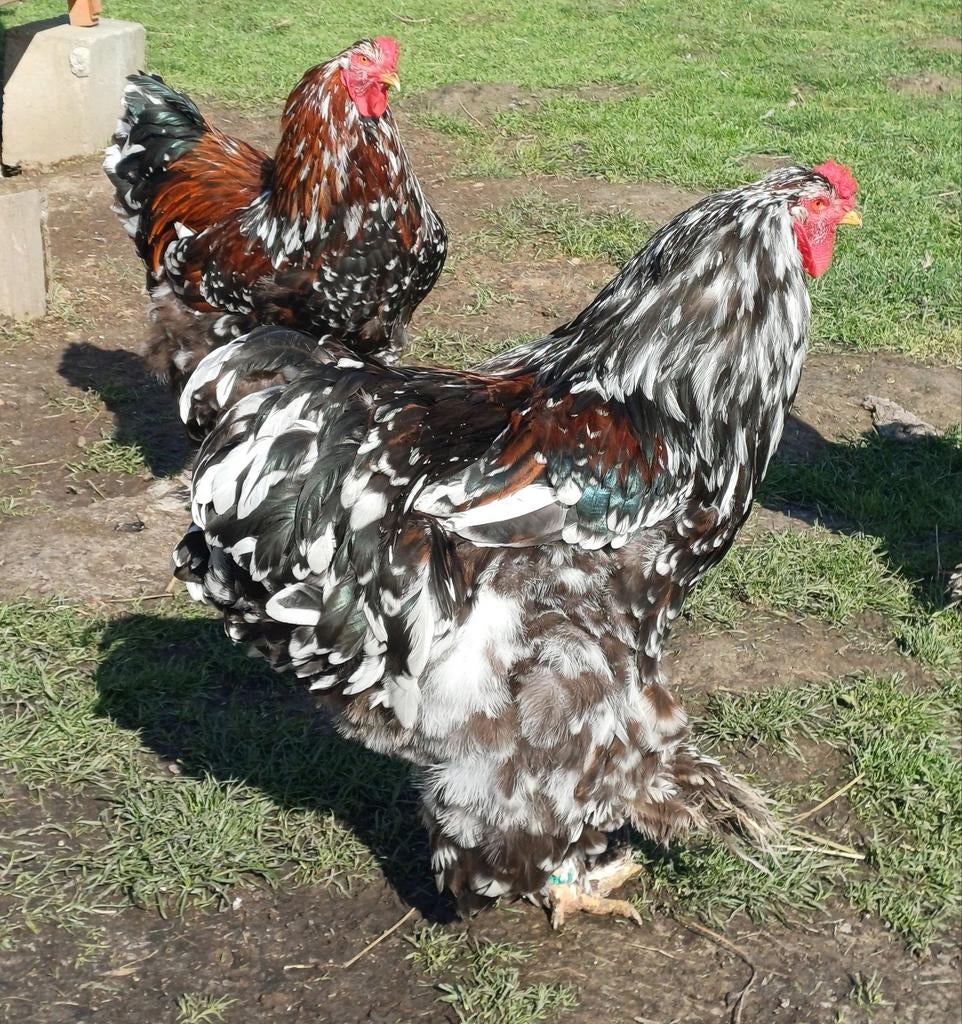 Brahma, Animaux & Accessoires, Mâle, Poule ou poulet
