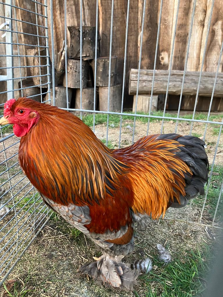 Coq Brahmacriel, perdrix bleue à plusieurs pattes, Mâle, Poule ou poulet