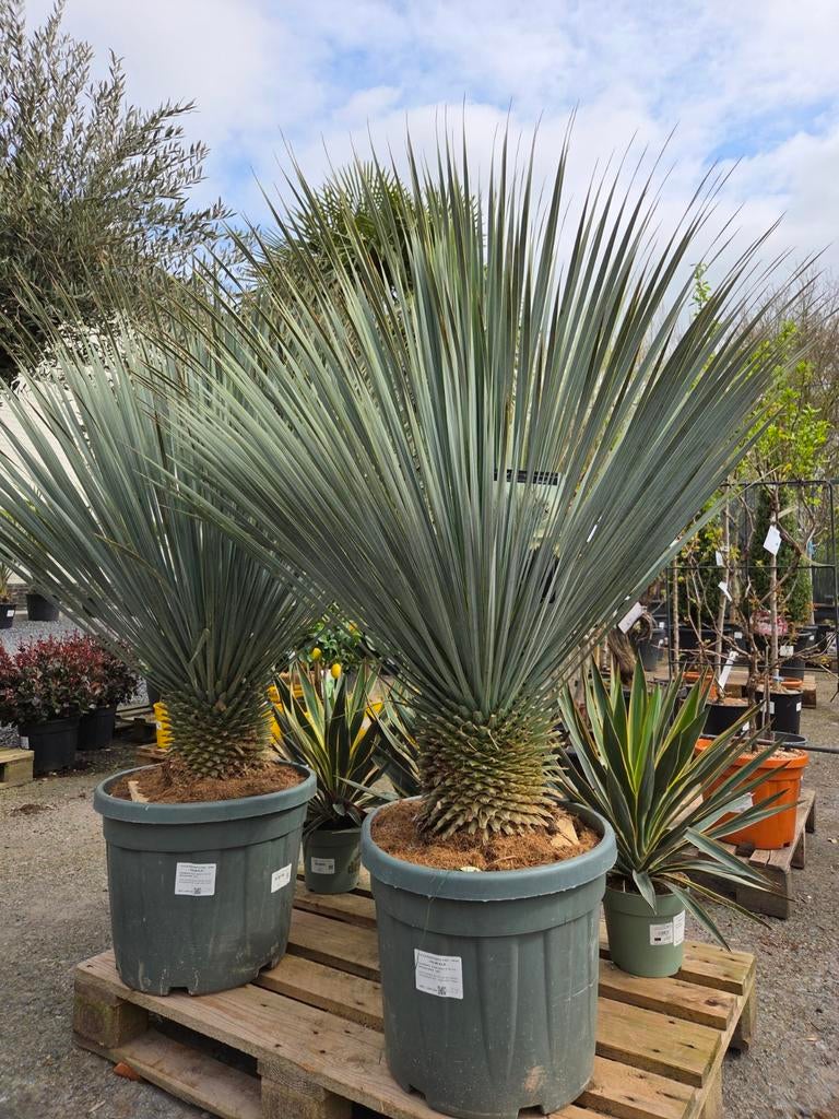 Yucca Rostrata - palmlelie, Tuin en Terras, Planten | Bomen, Ophalen