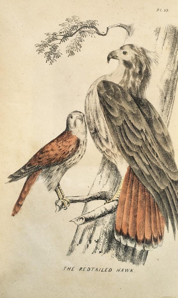 The Redtailed Hawk - Roodstaartbuizerd, Ophalen of Verzenden, Gravure