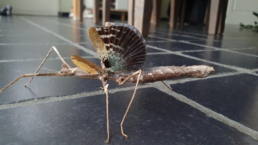 Verschillende soorten wandelende takken, Dieren en Toebehoren, Wandelende tak