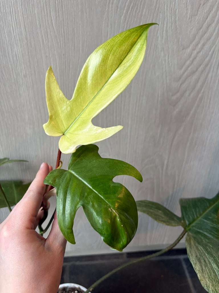 Philodendron Florida Beauty mint/Ghost, Huis en Inrichting, Kamerplanten, Ophalen of Verzenden