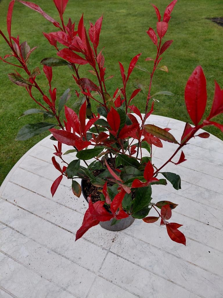 Photinia Carre Rouge, Enlèvement, Mi-ombre