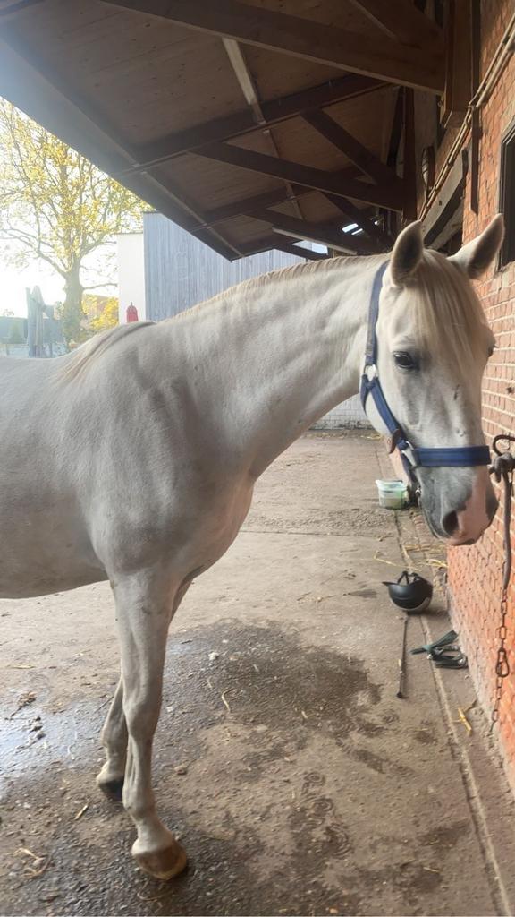Te koop: Zizeron lieve PRE ruin op zoek naar een 5️ huisje, 11 ans ou plus, Hongre, 160 à 165 cm, Ne s'applique pas
