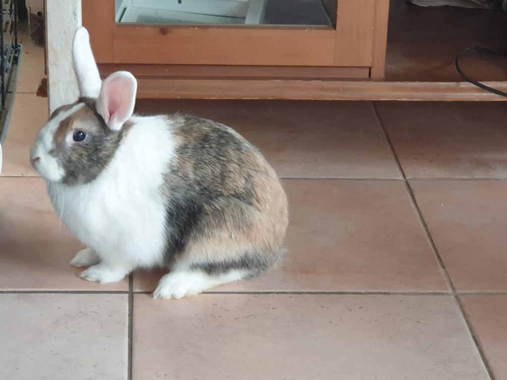 Le lapin nain mâle est castré, Animaux & Accessoires, Mâle