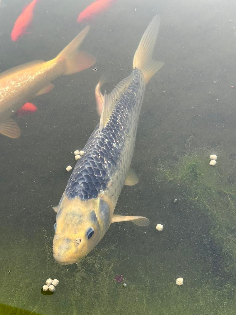 Koi, Dieren en Toebehoren, Vissen | Vijvervissen, Karper of Koi