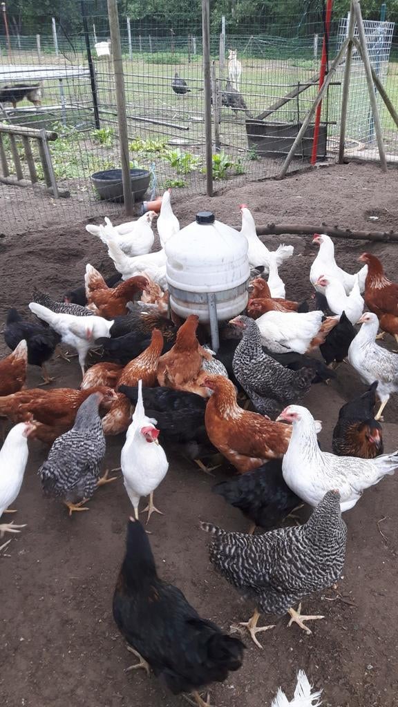 Legkippen leghennen, Dieren en Toebehoren, Pluimvee