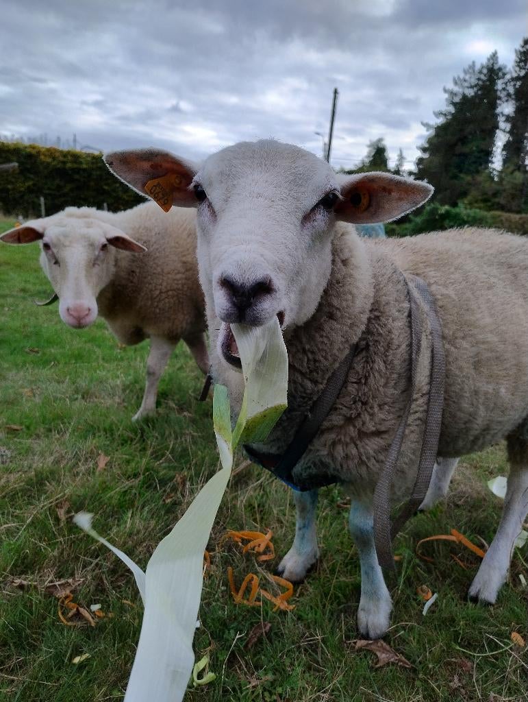 Gratis begrazing door schapen., Dieren en Toebehoren, Overige Dieren, Juni, Meerdere dieren