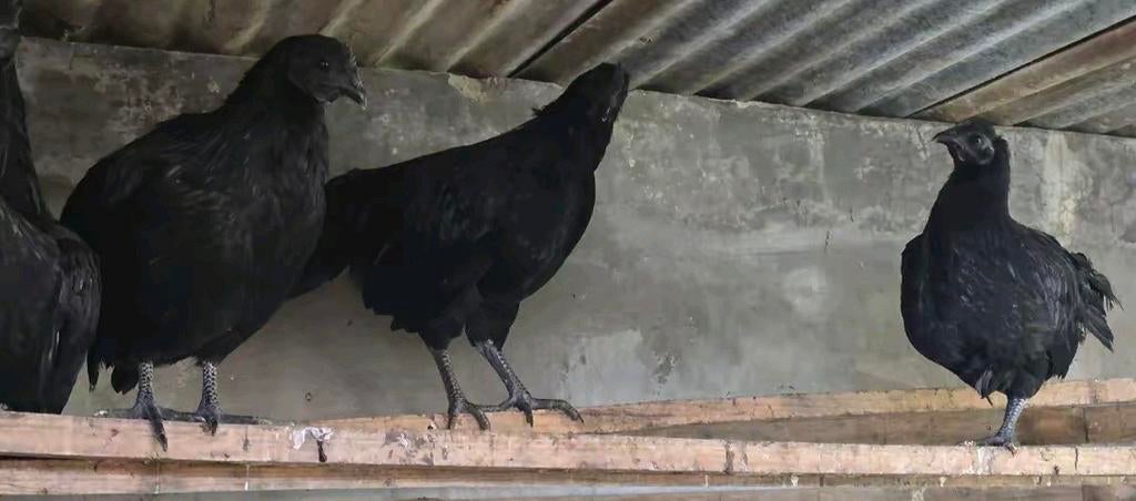 Ayam cemani lots de 6 jeunes, Ophalen