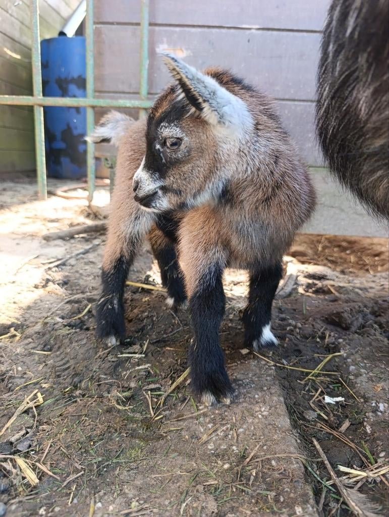 Geiten bokje te koop, 2 maand oud nu, mag weg in mei, Dieren en Toebehoren, Schapen, Geiten en Varkens