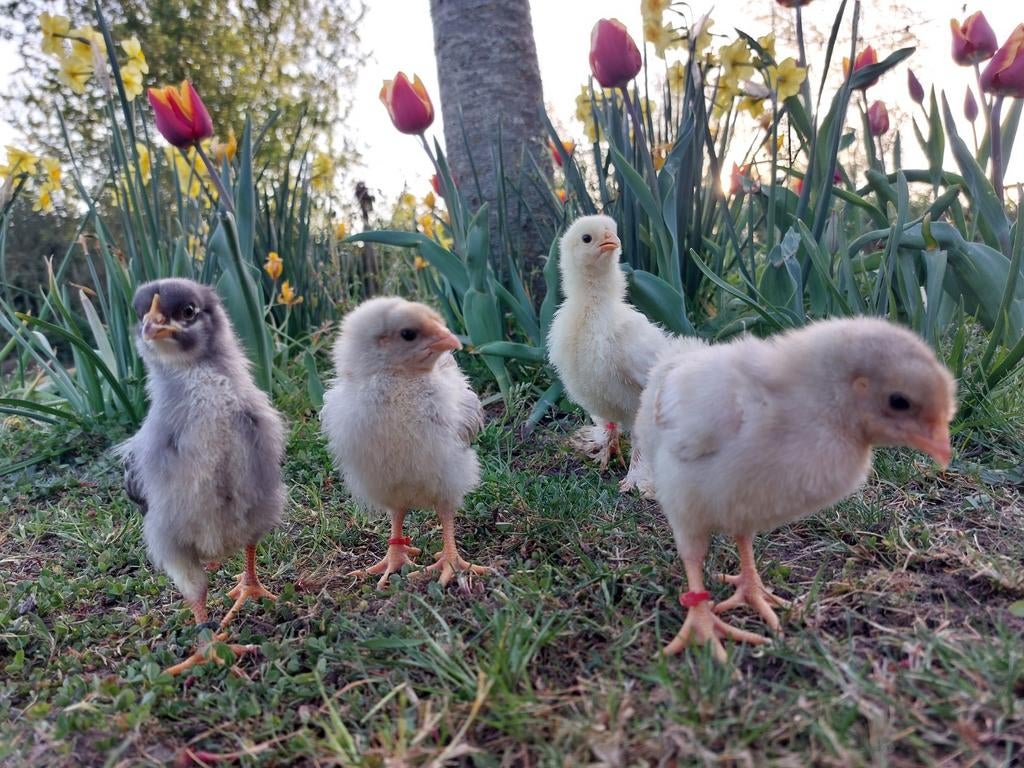 🐥Eendagskuikens ⁰ 6 april: Brahma x Wyandotte, Dieren en Toebehoren, Pluimvee, Geslacht onbekend, Kip