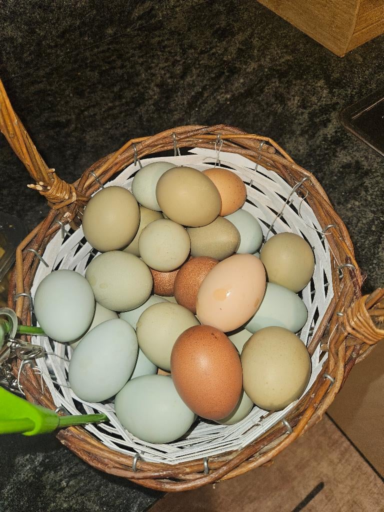 Eieren, Vrouwelijk, Kip